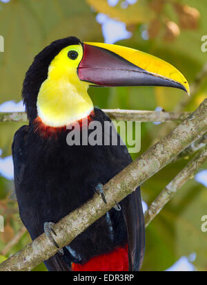 Yellow-throated toucan (Ramphastos ambiguus) portrait, Tortuguero, Costa Rica. Banque D'Images