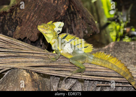 Basilique plumé ou vert (Basiliscus plumifrons), parc national de Cahuita, province de Limon, Costa Rica. Banque D'Images