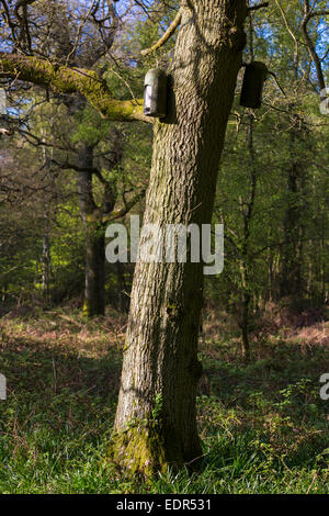 Pour chauves sur le long sentier nature au sein d'Bruern Bois dans la région des Cotswolds, Oxfordshire, UK Banque D'Images