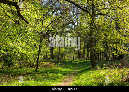 Pays de Marche sur sentier nature dans les bois Bruern dans les Cotswolds, Oxfordshire, UK Banque D'Images