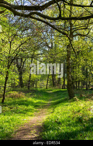 Pays de Marche sur sentier nature dans les bois Bruern dans les Cotswolds, Oxfordshire, UK Banque D'Images