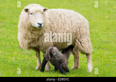 Brebis brebis avec agneau noir suckling dans Parc National d'Exmoor, Somerset, Royaume-Uni Banque D'Images