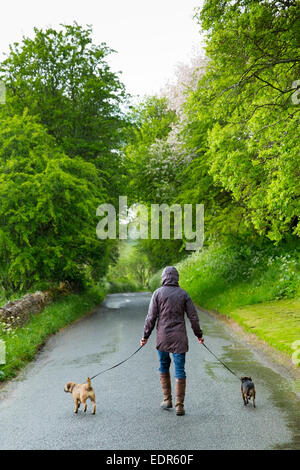 Femme se promenant avec paire de chiens de terrier le long d'un chemin de campagne un jour de pluie à Swinbrook dans les Cotswolds, Royaume-Uni Banque D'Images