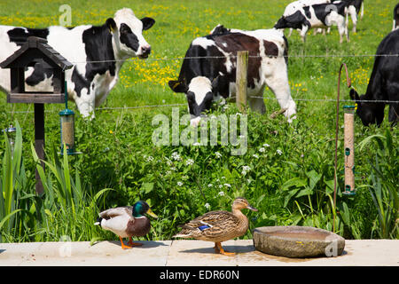 Les vaches Frisonnes à travers les barbelés à l'alimentation des canards dans un pays jardin pastoral scene, les Cotswolds, Royaume-Uni Banque D'Images