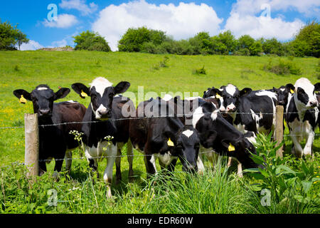 Troupeau de vaches Holstein Friesian dans le pré à travers les fils barbelés d'une scène de nature pastorale, les Cotswolds, Royaume-Uni Banque D'Images