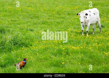 Friesian Holstein vache dans le pré à regarder un faisan dans une scène de nature pastorale, les Cotswolds, Royaume-Uni Banque D'Images