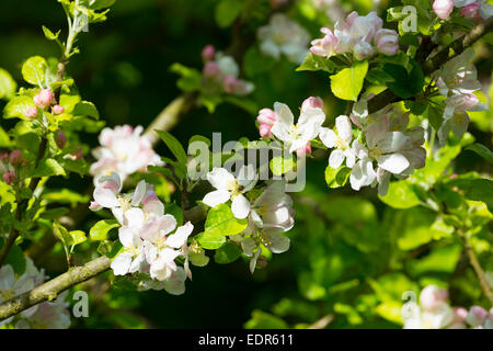 Blossom sur apple tree, Malus domestica, le printemps se transforme en été, Royaume-Uni Banque D'Images