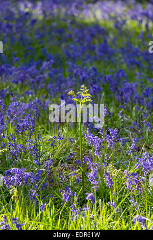 Bluebells floraison en bois bluebell dans les Cotswolds, Royaume-Uni Banque D'Images