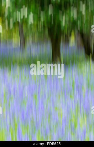 Bluebells floraison en bois bluebell dans les Cotswolds, Royaume-Uni Banque D'Images