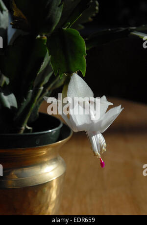 Fleur blanche sur un cactus de Noël dans un pot en laiton, still life Banque D'Images