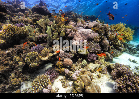 Contemplant le corail en mer Rouge, en Égypte Banque D'Images