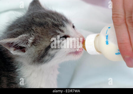 Cette photo montre un chaton calico bouteille étant alimenté par un humain. Banque D'Images