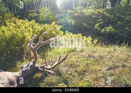 La chasse au cerf dans Pagosa Springs au Colorado. Banque D'Images