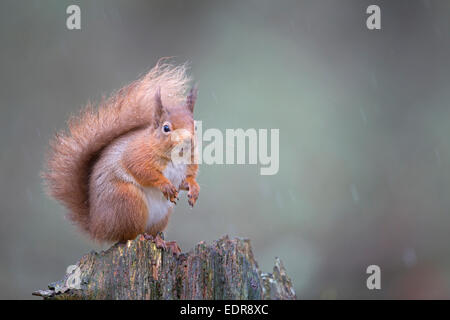 L'écureuil roux Sciurus vulgaris, assis dans la forêt, le Parc National de Cairngorms, en Écosse, Février Banque D'Images