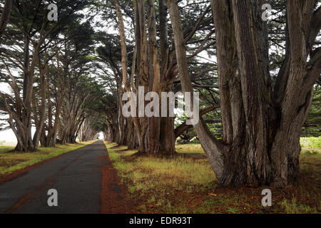 Rangées de cyprès de arbres formant un tunnel d'arbres près de la station Marconi RCA/historique, Point Reyes National Seashore, fabriquées main e Banque D'Images