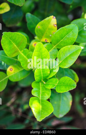 Feuilles de bergamote sur arbre dans gaden Banque D'Images