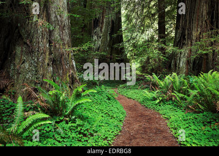 Sentier à travers bois rouge forêt, Prairie Creek Redwoods State Park, Humboldt County, Californie, USA Banque D'Images