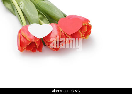 Tulipes rouges frais avec du papier coeur sur blanc, copie de l'espace pour texte de Valentines Banque D'Images