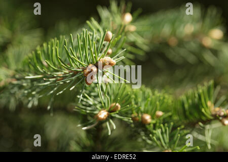 Photo gros plan de branches de sapin avec des bourgeons, le printemps Banque D'Images