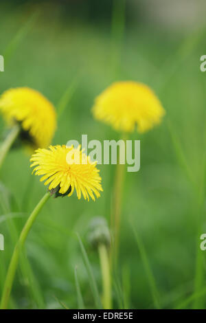 Pissenlits jaunes sur champ, printemps photo gros plan Banque D'Images