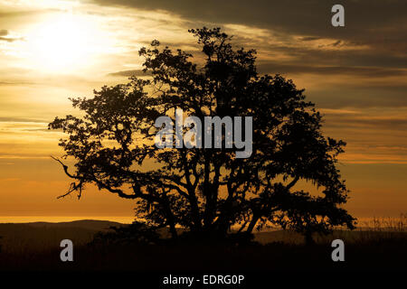 Oak tree silhouetted against sunset sky, collines Bald prairie, Redwood National Park, Californie Banque D'Images