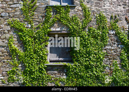 Portes de grange de l'ancienne couverte de lierre, Hedera helix, ancienne ferme dans le sud de l'Angleterre, Devon, UK Banque D'Images