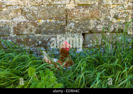 Speckled hen Brown, Gallus gallus domesticus, dans la longue herbe par ancienne ferme dans le sud de l'Angleterre, Devon, UK Banque D'Images