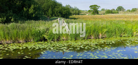 Scène paisible sur le Somerset Levels zones humides en été. Rhynes utilisé pour le drainage peut subir des inondations en hiver, UK Banque D'Images