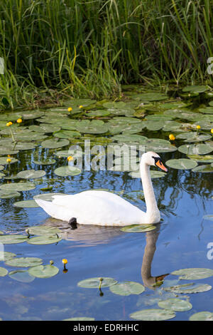 Cygne tuberculé Cygnus olor, sereinement, glisser sur l'un des rhynes sur Somerset Levels zones humides en été, UK Banque D'Images