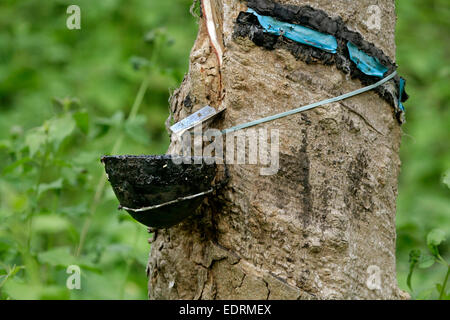Ou Latex de caoutchouc liquide à partir d'une collection d'arbres incisées au Kerala Banque D'Images