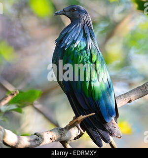 Oiseau vert, Guinea Pigeon (Caloenas nicobarica) oiseau, debout sur une branche, portrait Banque D'Images