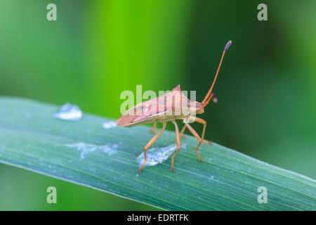 Insecte sur feuille, belle dans la nature de la faune Banque D'Images