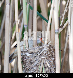 Le grand nid de Reed Warbler (Acrocephalus arundinaceus) dans la nature. Banque D'Images