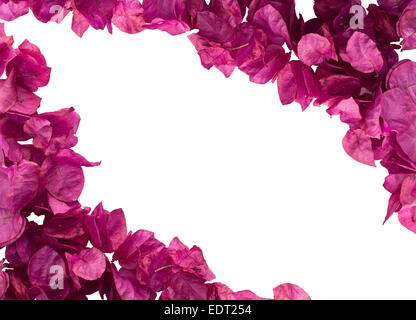 Fleurs de bougainvilliers rose isolé sur fond blanc Banque D'Images