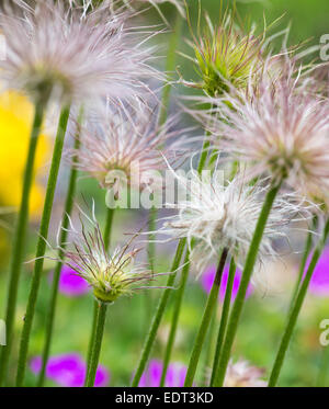 Têtes de graine d'anémone pulsatille, Pulsatilla vulgaris Banque D'Images