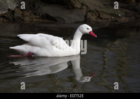 Homme Coscoroba Swan Mars 2014 Banque D'Images