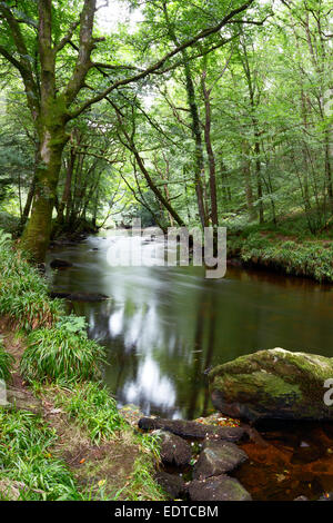 La rivière Teign près de Fingle Bridge, le parc national du Dartmoor Devon Uk Banque D'Images