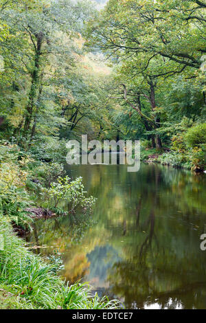 La rivière Teign près de Fingle Bridge, le parc national du Dartmoor Devon Uk Banque D'Images