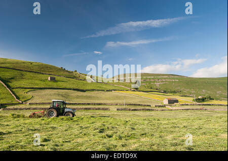 La fenaison dans un haymeadow Dales upland, Muker, North Yorkshire, UK Banque D'Images