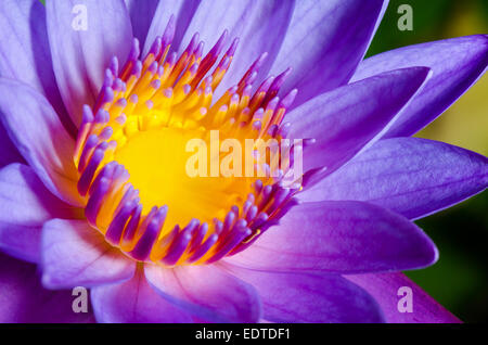 Fermer en jaune en carpelles ou Lotus pourpre fleur de nénuphar Banque D'Images