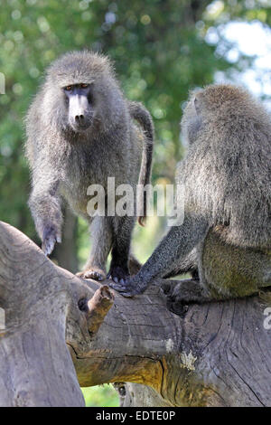 Un couple d'adultes, les babouins olive Papio Anubis sur un arbre mort. Banque D'Images