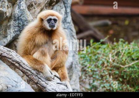 Gibbon (Hylobates lar),Chiangrai, Thaïlande Banque D'Images