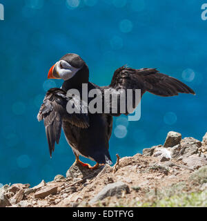 Macareux moine avec ailes étendues dans Skomer Banque D'Images