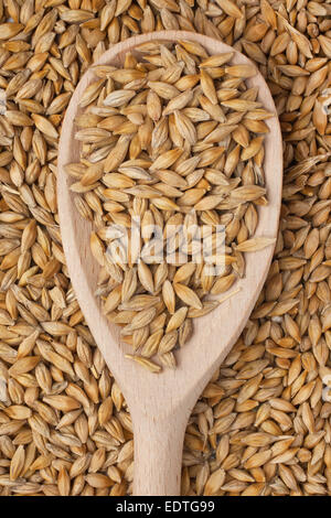 L'orge dans une cuillère en bois sur fond d'orge Banque D'Images