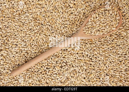 Cuillère en bois avec de l'orge est sur un tas d'orge, peut être utilisé comme arrière-plan Banque D'Images