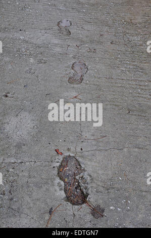 Empreintes et traces de pattes de chien imprimé sur la surface de béton humide abstract background. Banque D'Images