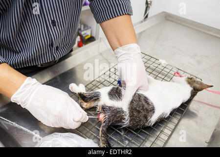 Attente vétérinaire et retirer la pince de fèces (lavement) du chaton(constipation) dans l'hôpital vétérinaire ,Thaïlande Banque D'Images