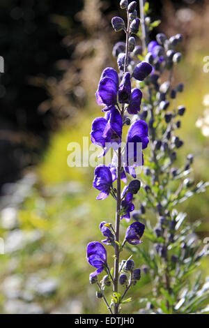 Blume, blauer Eisenhut, Aconitum napellus,Fleur, Monkshood, Aconitum napellus,automne, beau, beauté, Fleur, fleurs, bleu, Banque D'Images