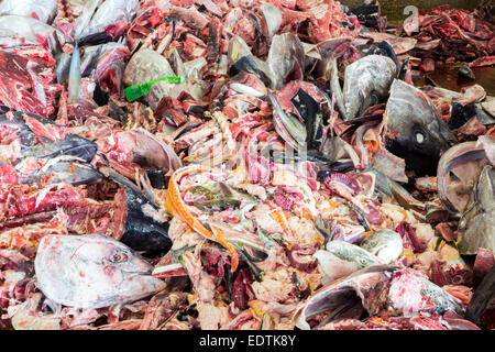 Les déchets de poisson dans la grande cuisine, déchets des déchets pour recyclage Banque D'Images