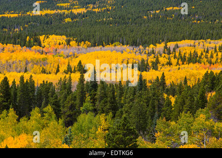 L'automne jaune vif de peuplier faux-tremble dans les Montagnes Rocheuses du Colorado Banque D'Images